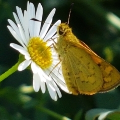 Ocybadistes walkeri at Holt, ACT - 21 Feb 2021