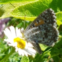 Lucia limbaria (Chequered Copper) at Holt, ACT - 21 Feb 2021 by trevorpreston