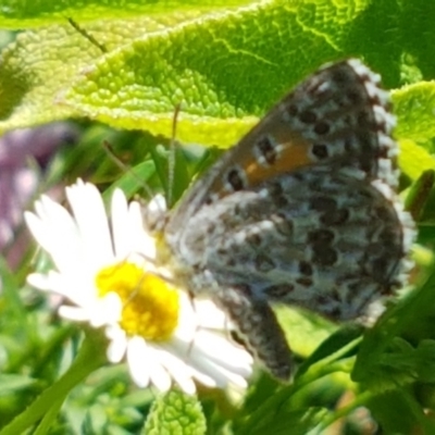 Lucia limbaria (Chequered Copper) at Holt, ACT - 21 Feb 2021 by tpreston