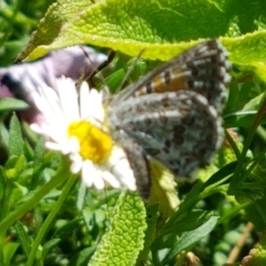 Lucia limbaria at Holt, ACT - 21 Feb 2021