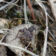 Calperum ottei (A recently described pygmy cricket) at Cook, ACT - 18 Feb 2021 by CathB
