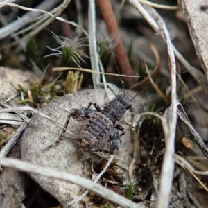 Calperum ottei at Cook, ACT - 19 Feb 2021