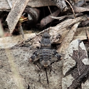 Calperum ottei at Cook, ACT - 19 Feb 2021