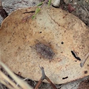 Tetrigidae (family) at Cook, ACT - 19 Feb 2021 12:00 PM