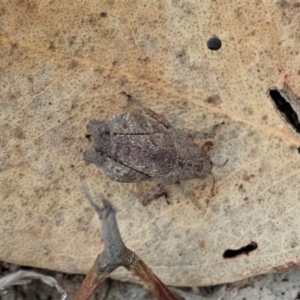 Tetrigidae (family) at Cook, ACT - 19 Feb 2021