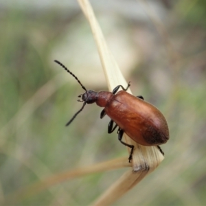 Ecnolagria grandis at Cook, ACT - 19 Feb 2021 11:33 AM