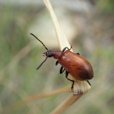 Ecnolagria grandis (Honeybrown beetle) at Mount Painter - 19 Feb 2021 by CathB