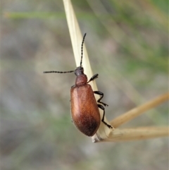 Ecnolagria grandis at Cook, ACT - 19 Feb 2021 11:33 AM