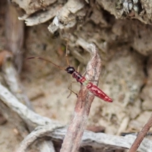 Miridae (family) at Holt, ACT - 19 Feb 2021