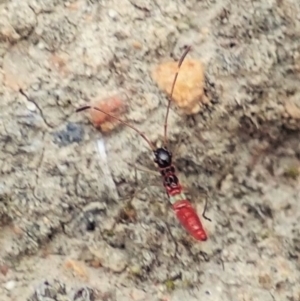 Miridae (family) at Holt, ACT - 19 Feb 2021