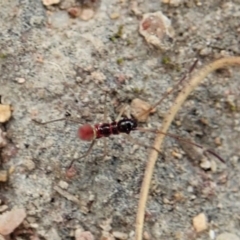 Miridae (family) at Holt, ACT - 19 Feb 2021