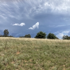 Vittadinia muelleri (Narrow-leafed New Holland Daisy) at Majura, ACT - 21 Feb 2021 by waltraud