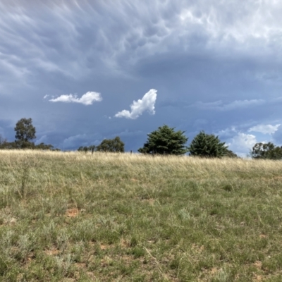 Vittadinia muelleri (Narrow-leafed New Holland Daisy) at Majura, ACT - 21 Feb 2021 by waltraud