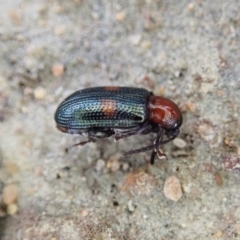 Oulema (Oulema) medioplagiata (Leaf beetle) at Mount Painter - 19 Feb 2021 by CathB