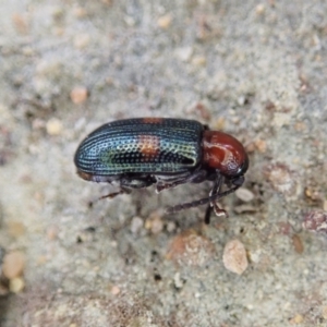 Oulema (Oulema) medioplagiata at Holt, ACT - 19 Feb 2021