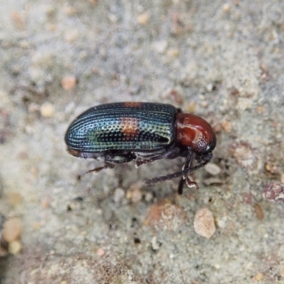 Oulema (Oulema) medioplagiata (Leaf beetle) at Holt, ACT - 19 Feb 2021 by CathB