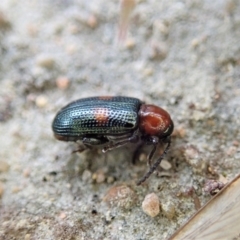 Oulema (Oulema) medioplagiata at Holt, ACT - 19 Feb 2021 12:07 PM