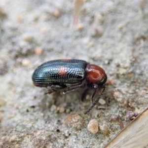 Oulema (Oulema) medioplagiata at Holt, ACT - 19 Feb 2021 12:07 PM