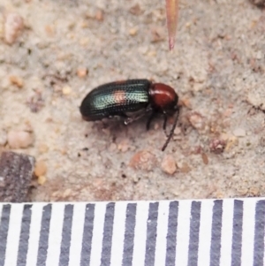 Oulema (Oulema) medioplagiata at Holt, ACT - 19 Feb 2021