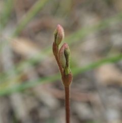 Eriochilus cucullatus (Parson's Bands) at Mount Painter - 19 Feb 2021 by CathB