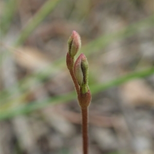 Eriochilus cucullatus at Cook, ACT - suppressed