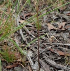 Eriochilus cucullatus at Cook, ACT - suppressed