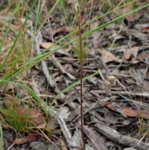 Eriochilus cucullatus at Cook, ACT - suppressed