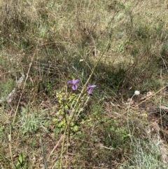 Arthropodium fimbriatum (Nodding Chocolate Lily) at Mount Majura - 21 Feb 2021 by waltraud