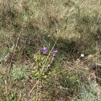 Arthropodium fimbriatum (Nodding Chocolate Lily) at Mount Majura - 21 Feb 2021 by waltraud