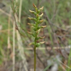 Corunastylis clivicola (Rufous midge orchid) at Cook, ACT - 19 Feb 2021 by CathB