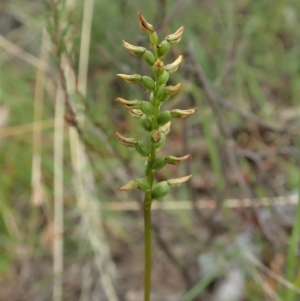 Corunastylis clivicola at Cook, ACT - 19 Feb 2021