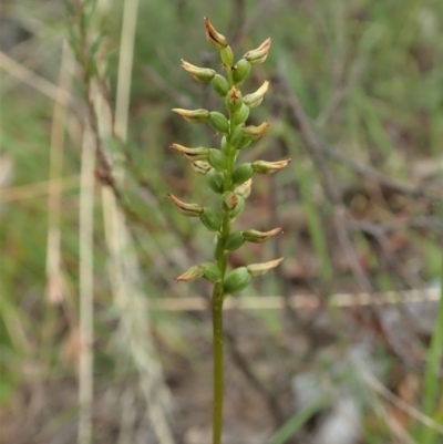 Corunastylis clivicola (Rufous midge orchid) at Mount Painter - 19 Feb 2021 by CathB