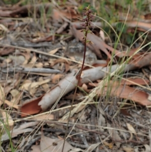 Corunastylis clivicola at Cook, ACT - 19 Feb 2021