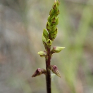 Corunastylis clivicola at Cook, ACT - 19 Feb 2021