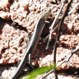 Lampropholis guichenoti at Rendezvous Creek, ACT - 21 Feb 2021