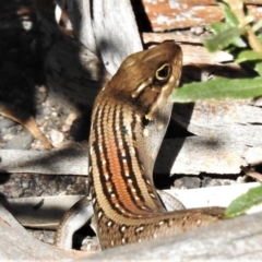 Liopholis whitii (White's Skink) at Namadgi National Park - 20 Feb 2021 by JohnBundock