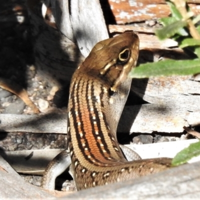 Liopholis whitii (White's Skink) at Rendezvous Creek, ACT - 20 Feb 2021 by JohnBundock