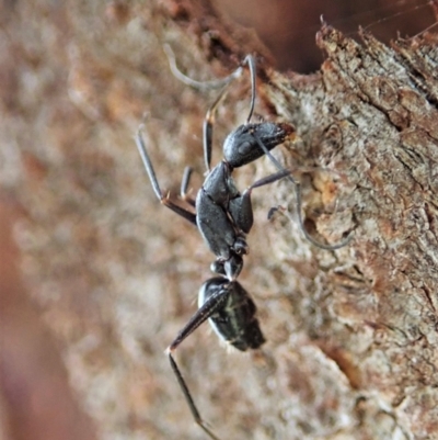 Camponotus nigroaeneus (Sugar ant) at Mount Painter - 19 Feb 2021 by CathB