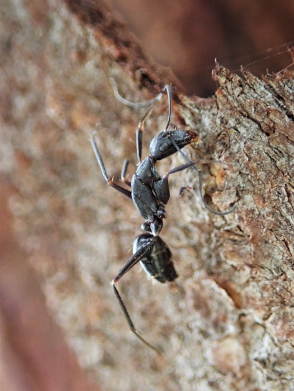 Camponotus nigroaeneus at Cook, ACT - 19 Feb 2021