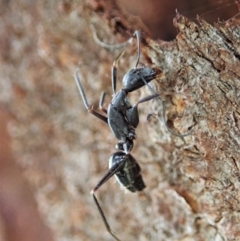 Camponotus nigroaeneus (Sugar ant) at Mount Painter - 19 Feb 2021 by CathB