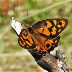 Heteronympha penelope (Shouldered Brown) at Rendezvous Creek, ACT - 21 Feb 2021 by JohnBundock