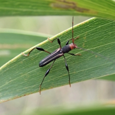 Amphirhoe sloanei (Longicorn or Longhorn beetle) at Cook, ACT - 18 Feb 2021 by CathB