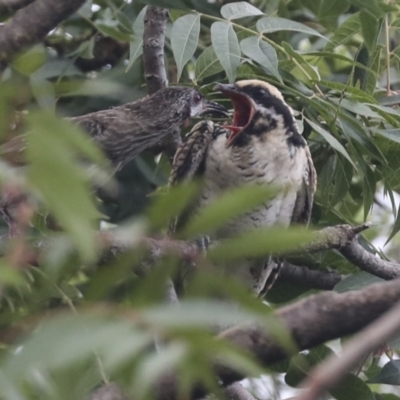 Eudynamys orientalis (Pacific Koel) at Higgins, ACT - 21 Feb 2021 by AlisonMilton