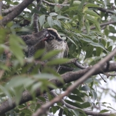 Eudynamys orientalis at Higgins, ACT - 21 Feb 2021