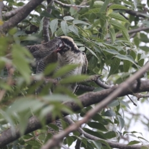 Eudynamys orientalis at Higgins, ACT - 21 Feb 2021