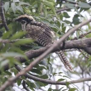 Eudynamys orientalis at Higgins, ACT - 21 Feb 2021