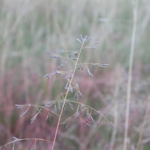 Eragrostis curvula at Hackett, ACT - 19 Feb 2021