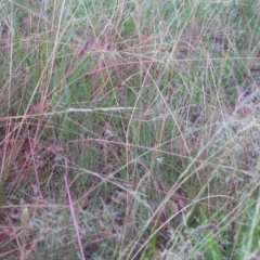 Eragrostis curvula at Hackett, ACT - 19 Feb 2021