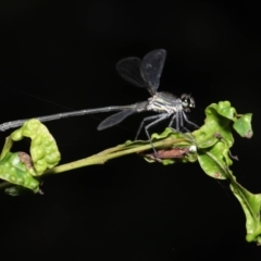 Austroargiolestes icteromelas (Common Flatwing) at ANBG - 19 Feb 2021 by TimL