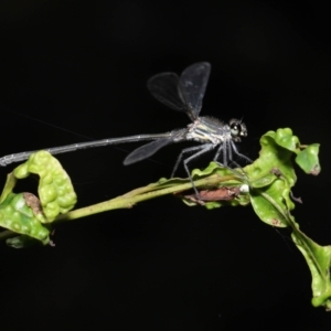 Austroargiolestes icteromelas at Acton, ACT - 19 Feb 2021